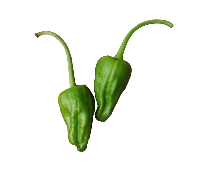 Padron Biber Tohumu alternatif görsel
